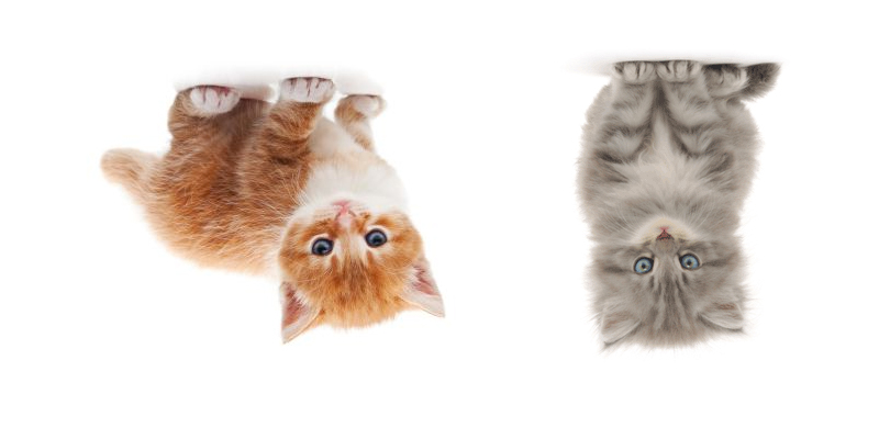 upside down cats: part 1