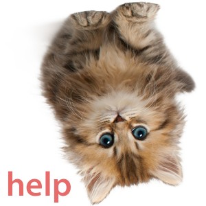 cat needs help